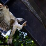 MINI y Vagabund presentan el Countryman S ALL4 como escenario móvil