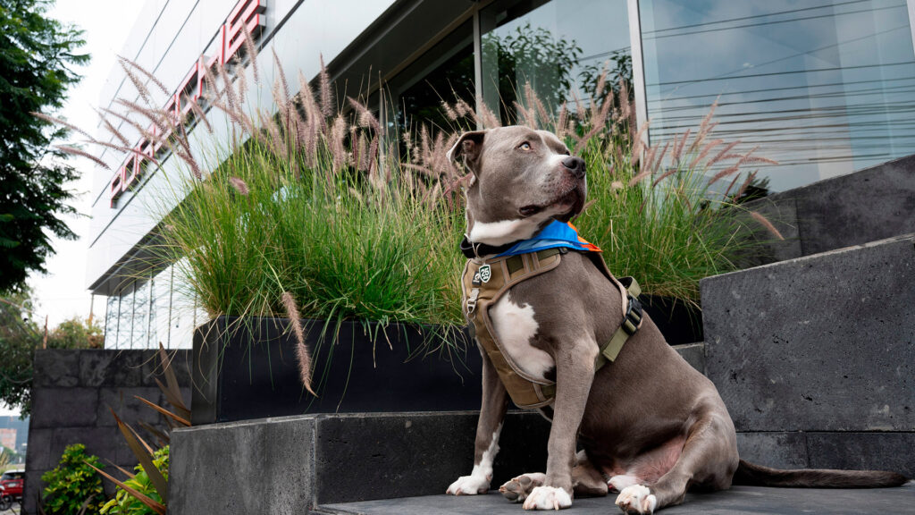 BP_Porsche de México celebra la segunda edición de su jornada solidaria por el Día del Perro
