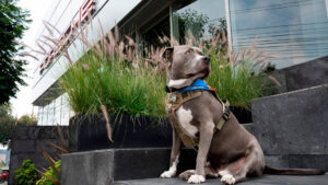 BP_Porsche de México celebra la segunda edición de su jornada solidaria por el Día del Perro